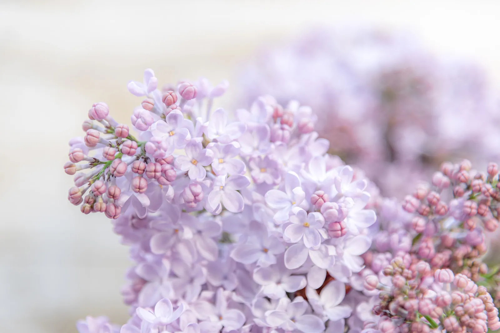 ライラックの写真